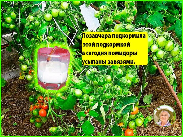 Полив и подкормка помидоров в теплице