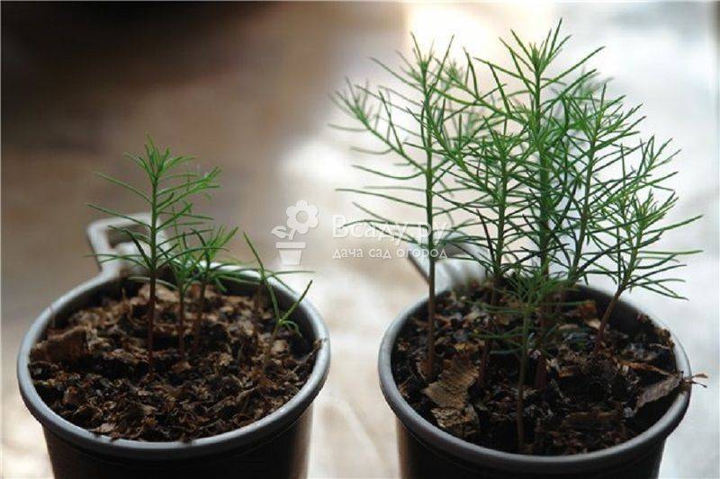 Как вырастить можжевельник из семян: стратификация, как посадить, как прорастить.