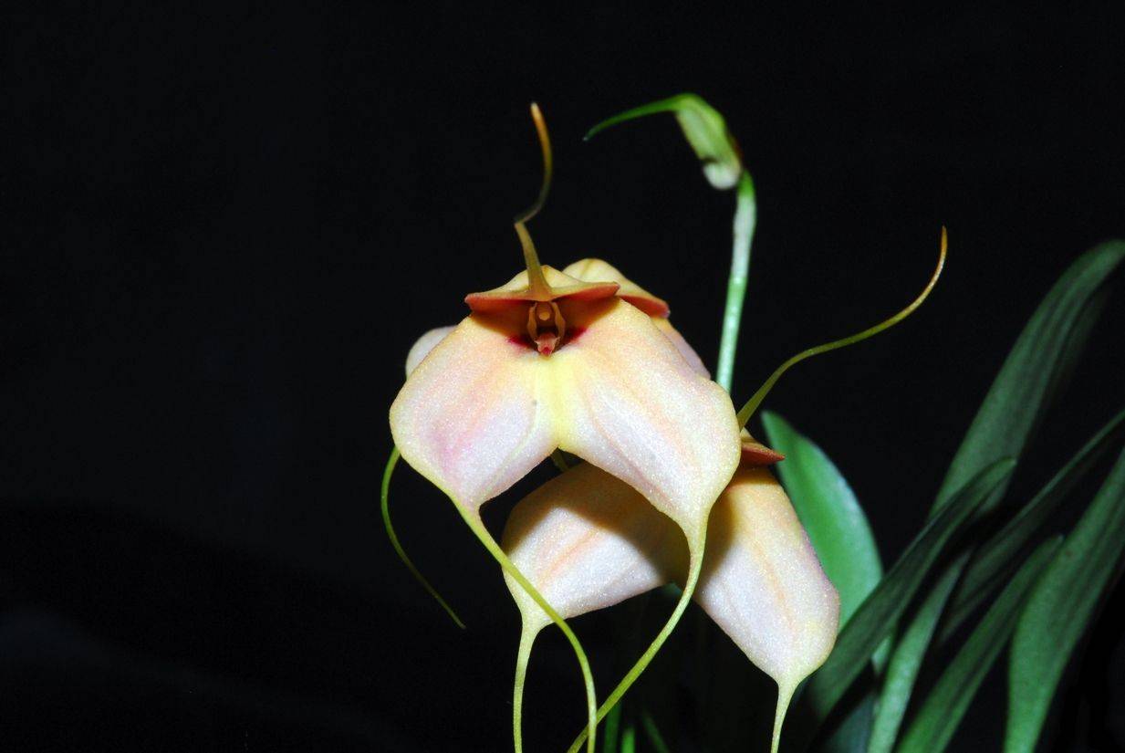 Орхидея масдеваллия: уход в домашних условиях, фото, таблицы