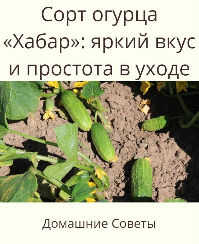Огурец хабар: описание и характеристика сорта, фотографии, выращивание и уход