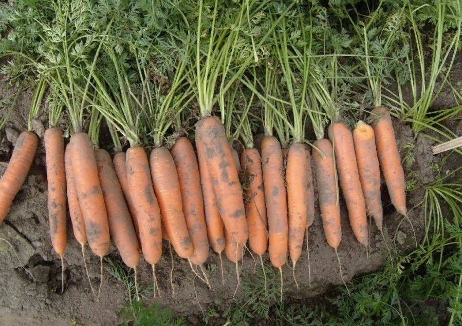 Морковь берликум роял: описание сорта, фото, отзывы