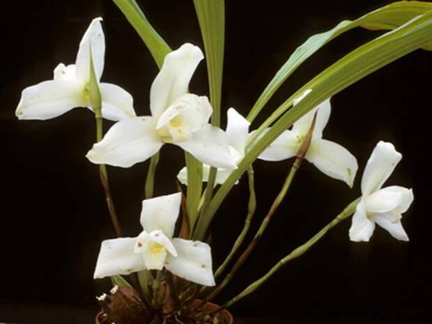 Разновидности орхидей с фото и названиями