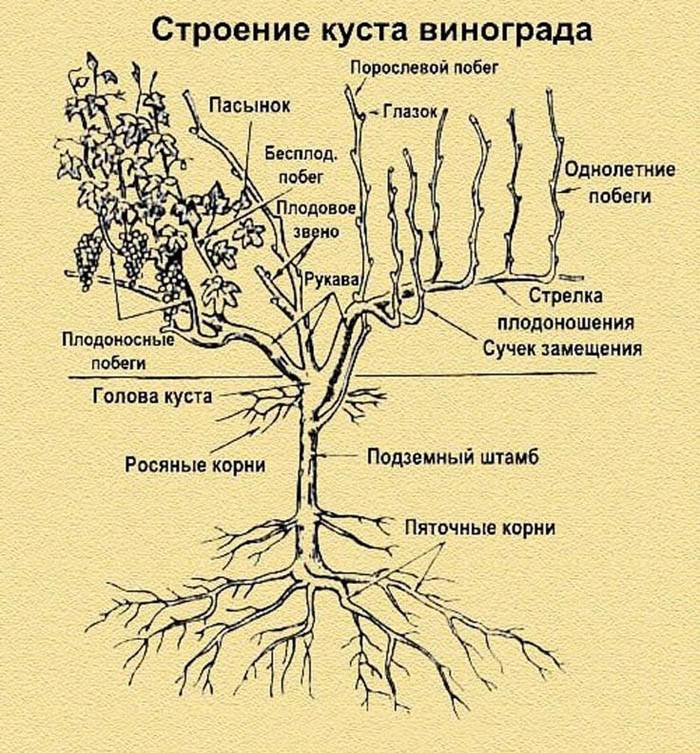 Формировка винограда