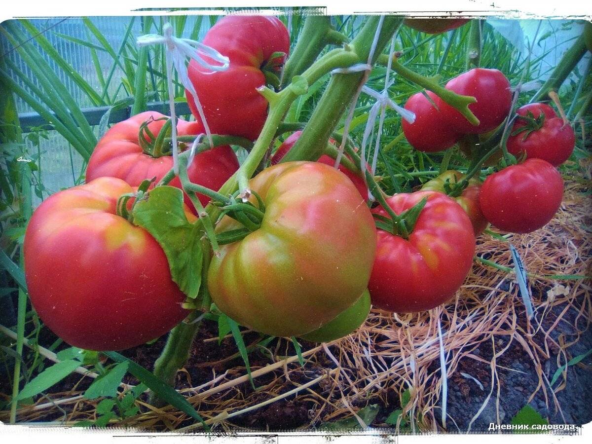 Крупноплодные томаты для теплиц: сладкие, мясистые, и урожайные