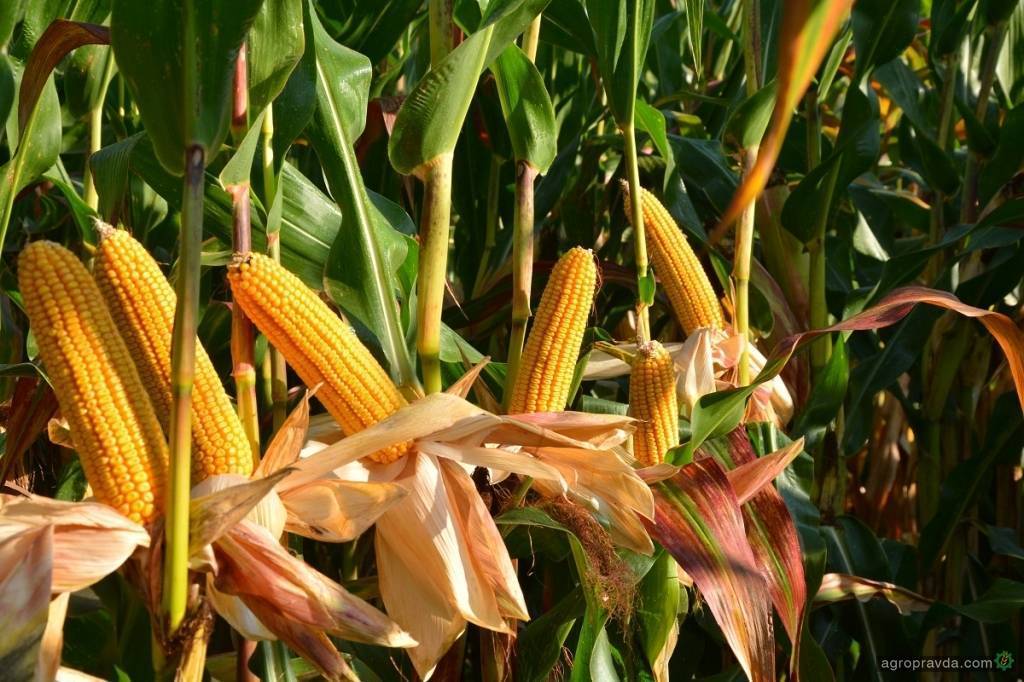 Посадка и технология выращивания сахарной кукурузы