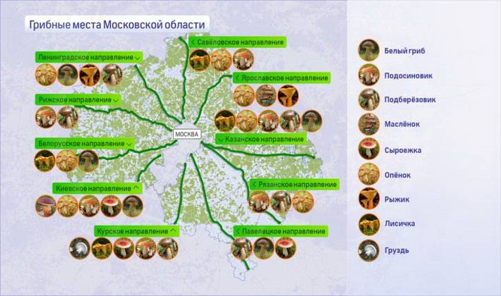 Опята в подмосковье и московской области в 2021 году: в сентябре, октябре, фото, грибные места