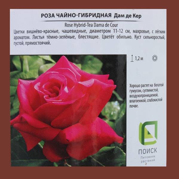 Чайно-гибридные розы - названия сортов с фото и описанием
