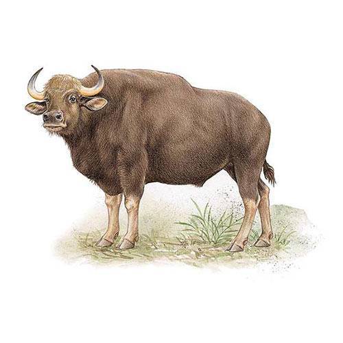 Гаур бык. образ жизни и среда обитания гаура | животный мир