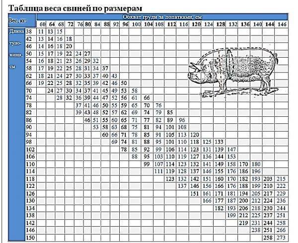 Как определить вес свиньи без весов, таблица роста поросят