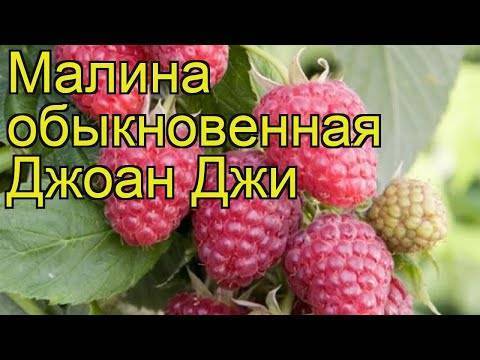 Сорт малины джоан джей — ремонтантный англичанин с крупными плодами