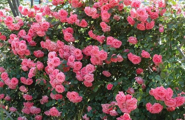 Роза лавиния (lawinia)