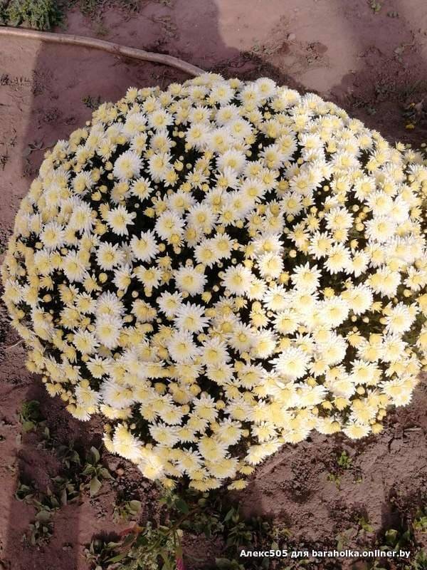 Хризантема мультифлора фото в саду многолетние