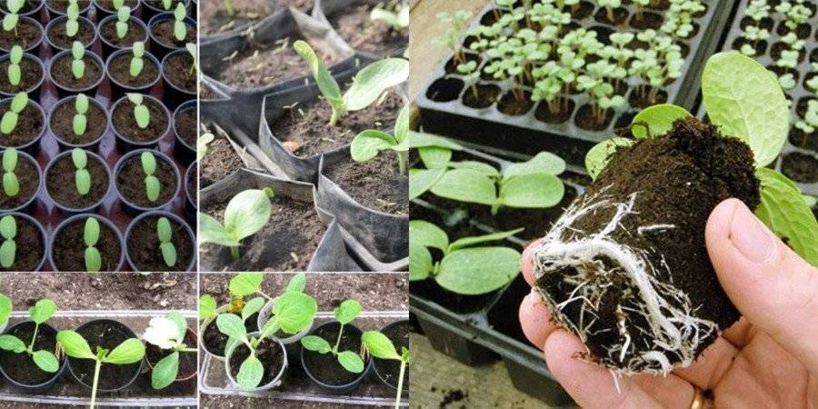 Выращивание кабачков на даче [подготовка, почва, посев] | сад и огород
выращивание кабачков на даче [подготовка, почва, посев] | сад и огород