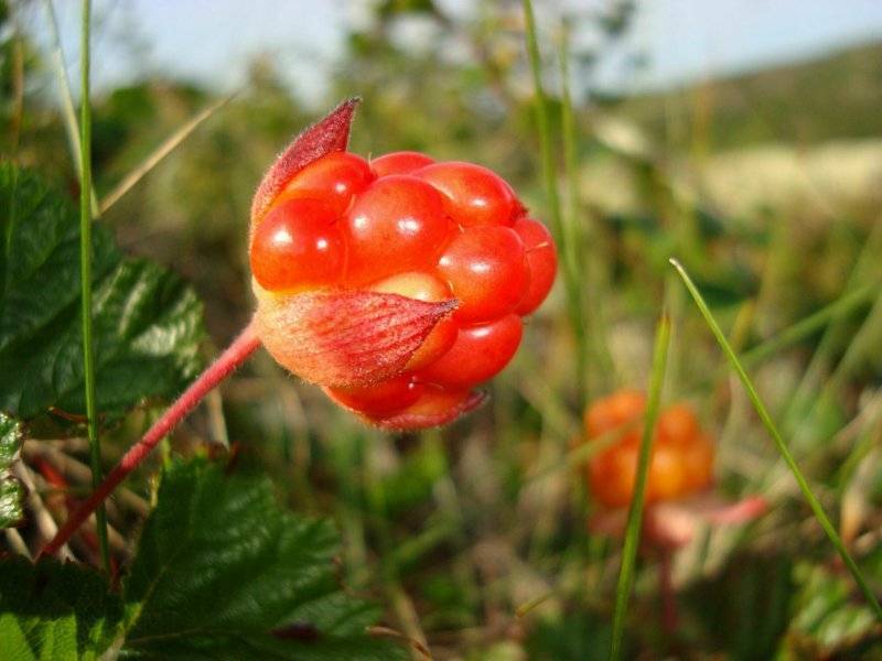 Полезные свойства ягоды морошки