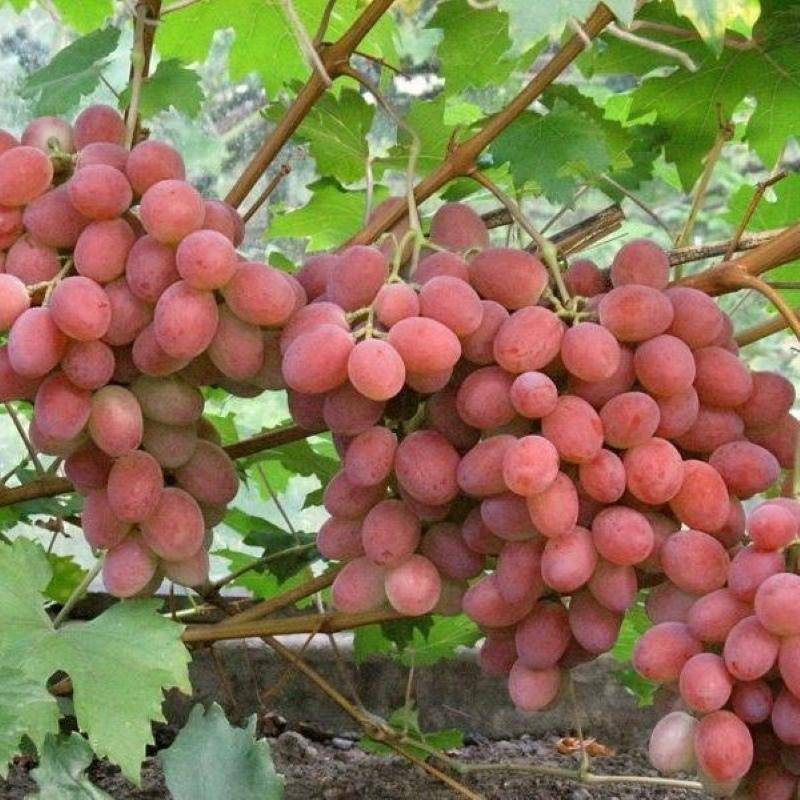Виноград анюта: характеристика и описание сорта, уход, выращивание и отзывы