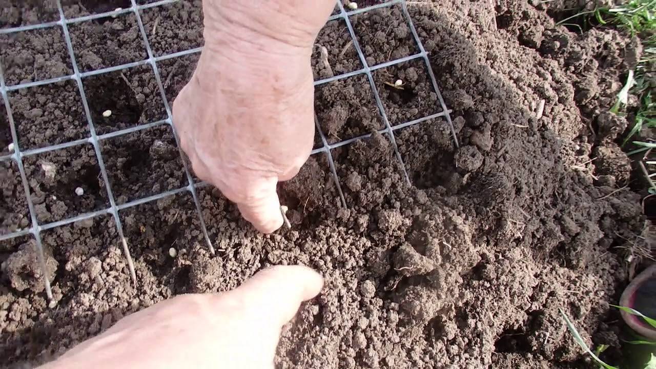 Как посадить морковь на семена фото