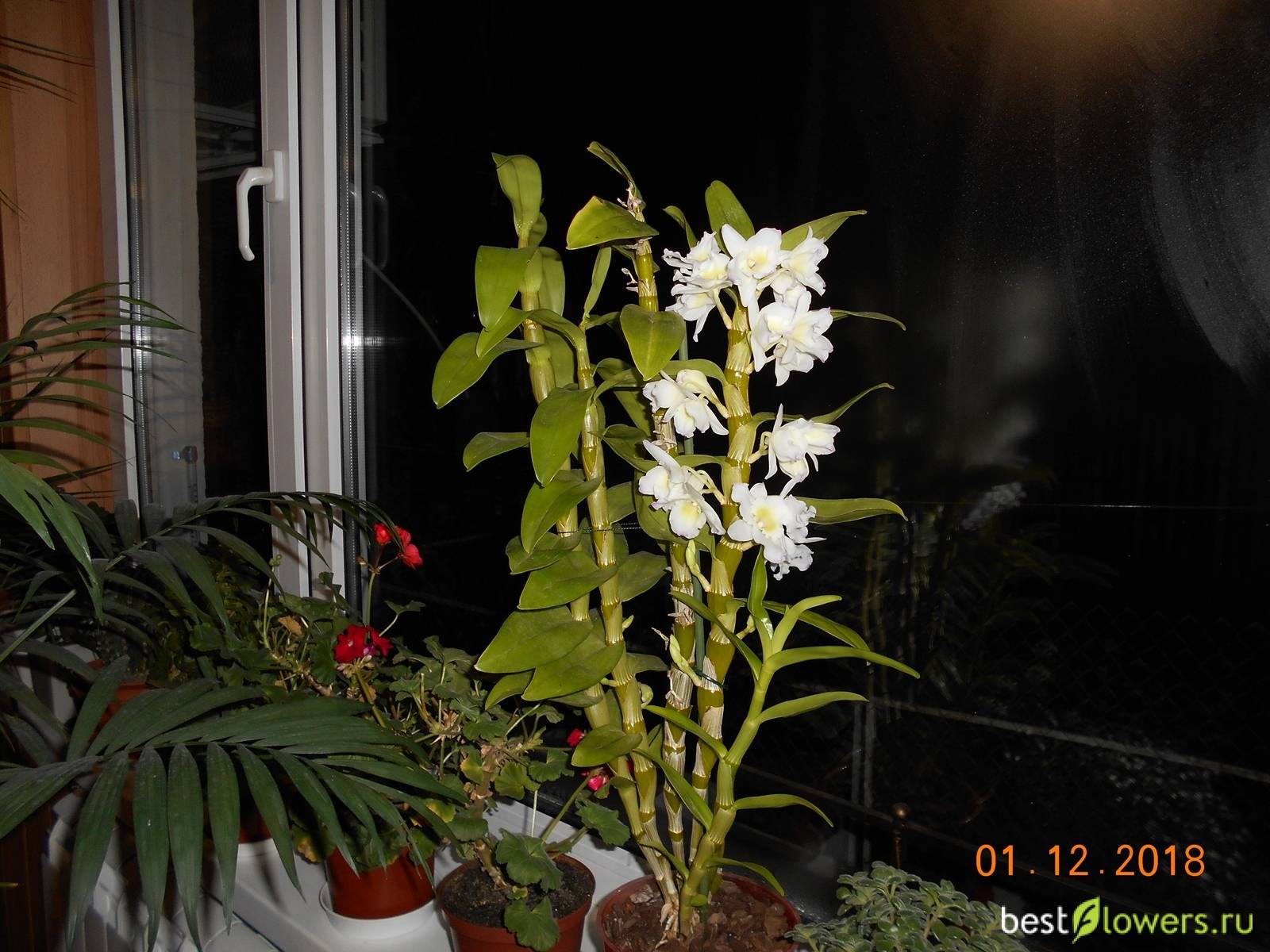 Уход и выращивание орхидеи дендробиум нобиле в домашних условиях | садоводство и огородничество