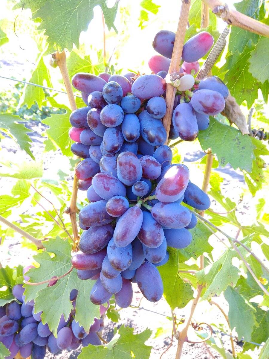 Кинельский виноград — лучшие сорта: выбор, посадка, уход