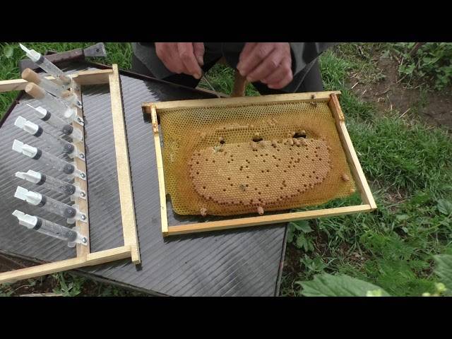 Вывод пчелиных маток, пчелиная матка — этапы развития по дням