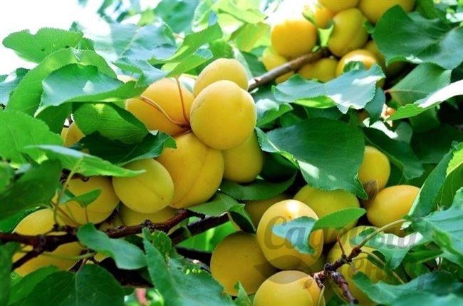 Абрикос ананасный (ананасовый): описание сорта, характеристики, посадка и уход, выращивание, видео