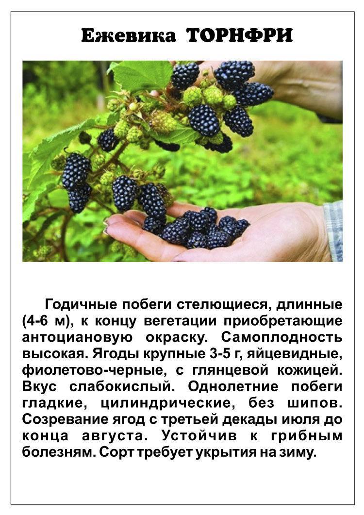Ежевика «Торнфри»: описание сорта, посадка и уход, фото, отзывы