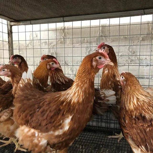 Куры породы родонит: условия содержания, уход и кормление