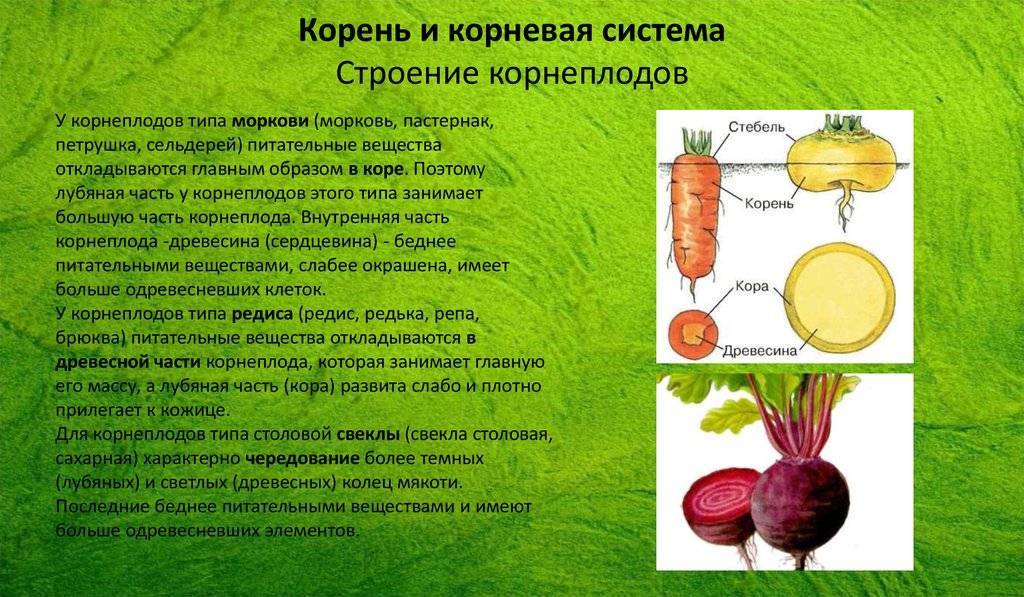 Характеристика корневой системы моркови
