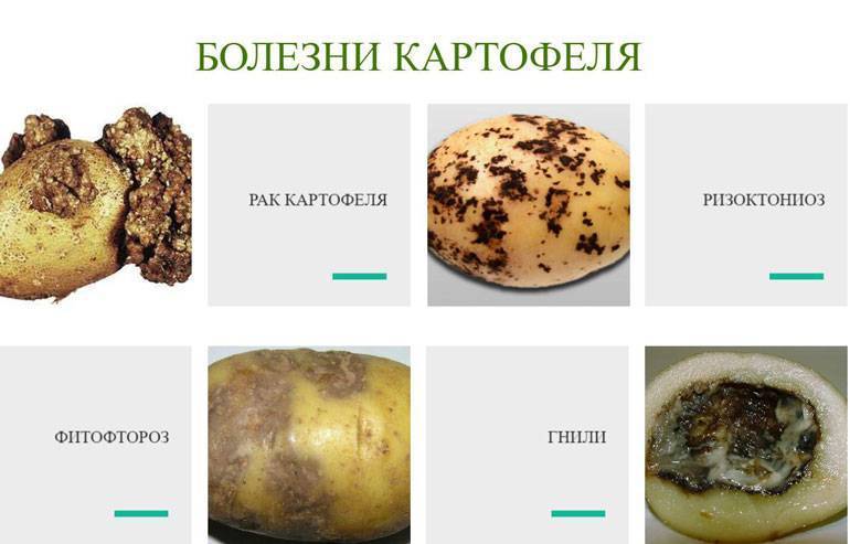 Вредители картофеля с фото и описаниеем, борьба с ними
