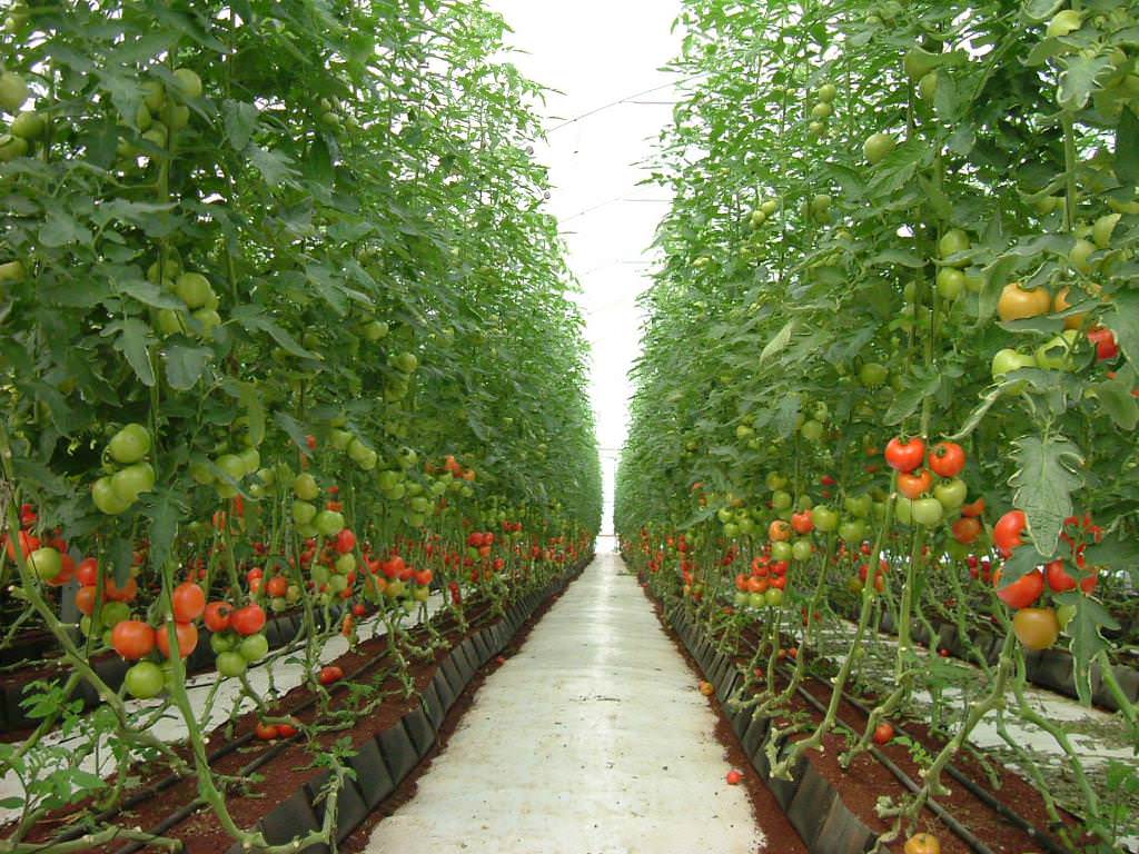 Выращивание помидоров в теплице из поликарбоната: секреты посадки и ухода, борьба с болезнями
