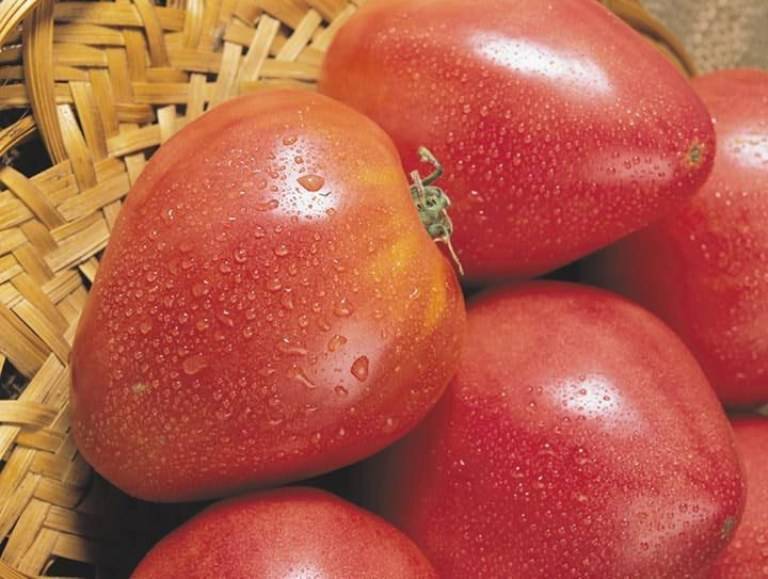 Выращивание томатов воловье сердце