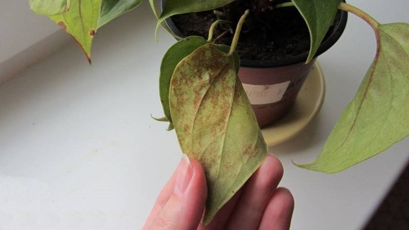 Антуриум: болезни листьев с фото и описанием лечения, борьба с вредителями