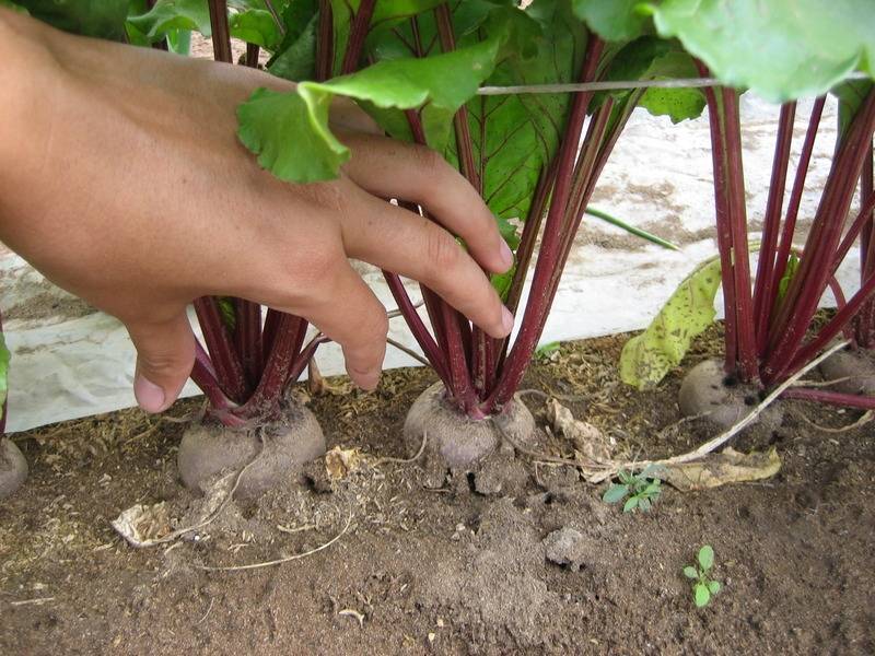 Технология выращивания корней ревеня