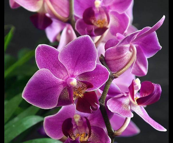 Описание орхидеи фаленопсис Мукалла