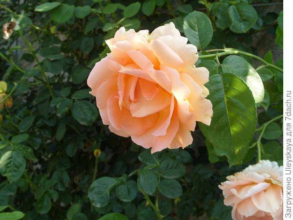 Роза цезарь: особенности сорта и правила выращивания