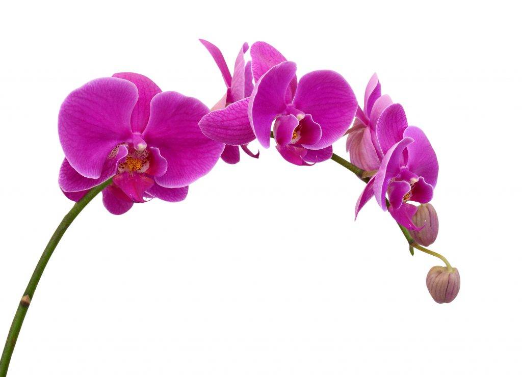 7 самых ароматных орхидей с пряным запахом. описание, фото. — ботаничка