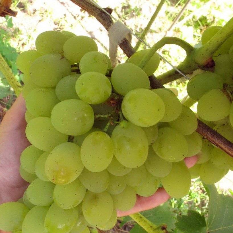Сорт винограда августин – описание, посадка и уход