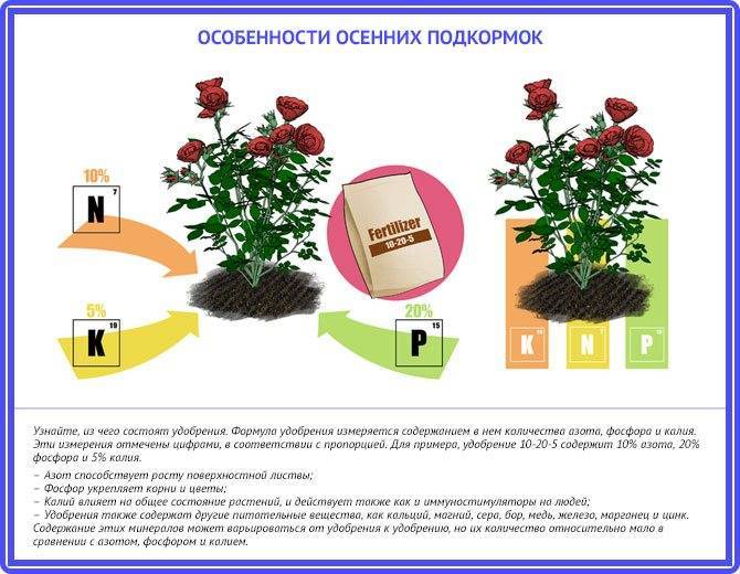 Подкормки роз с весны до осени схема