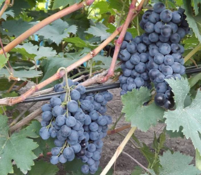 Сорт винограда страшенский, описание с характеристикой и отзывами, особенности посадки и выращивания, фото