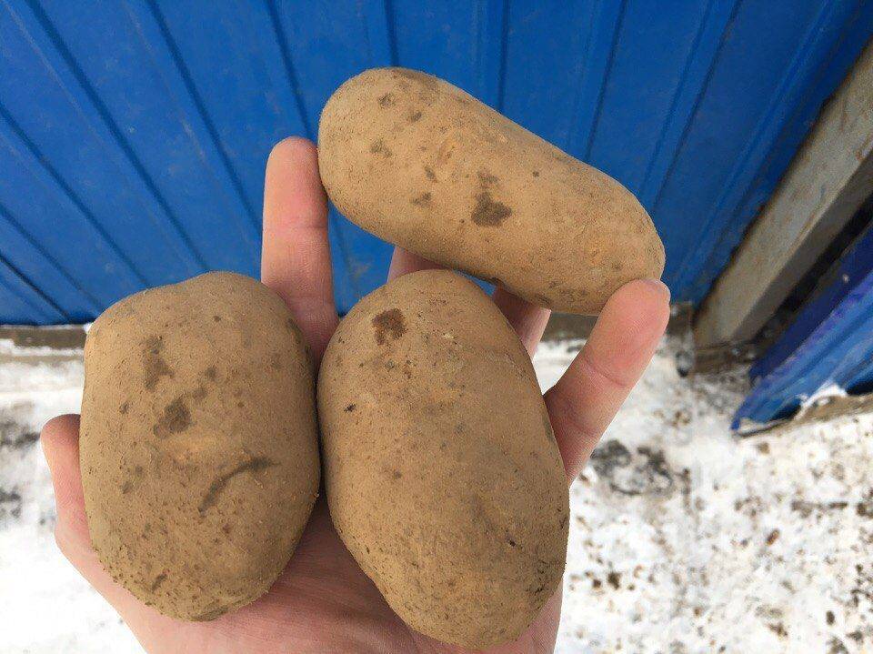 Характеристика и описание сорта картофеля янка, фото, отзывы