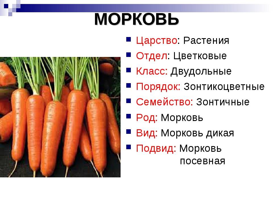 Морковь: это что за растение, однолетнее ли, какое у такого овоща соцветие, а также все о ней, история, род и семейство, описание видов, интересные сообщения