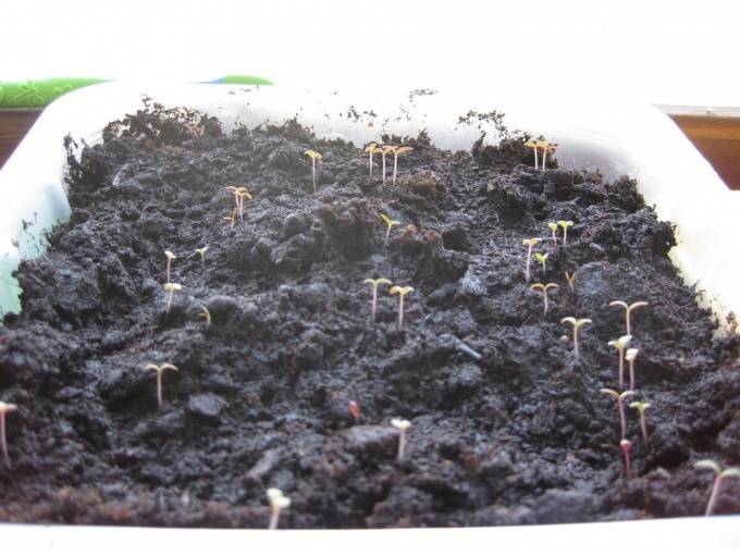 Портулак: выращивание из семян в открытом грунте и в домашних условиях рассадой, особенности ухода
