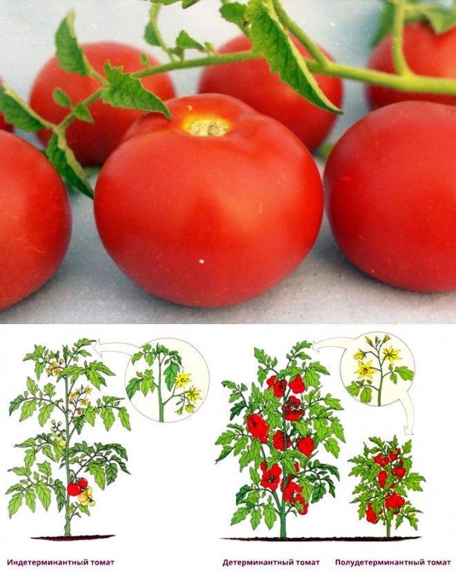 Индетерминантный сорт помидор: что это, отличие от детерминантного, сорта