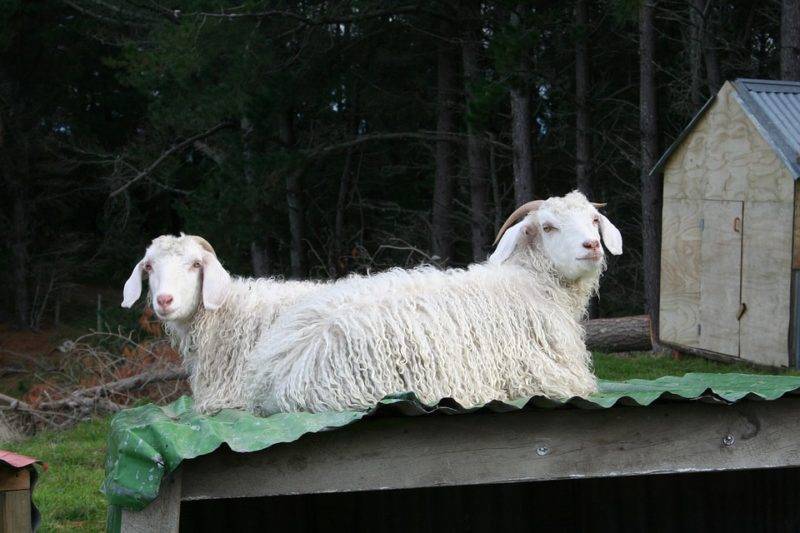Ангорская коза: описание и родина породы, особенности шерсти и содержание