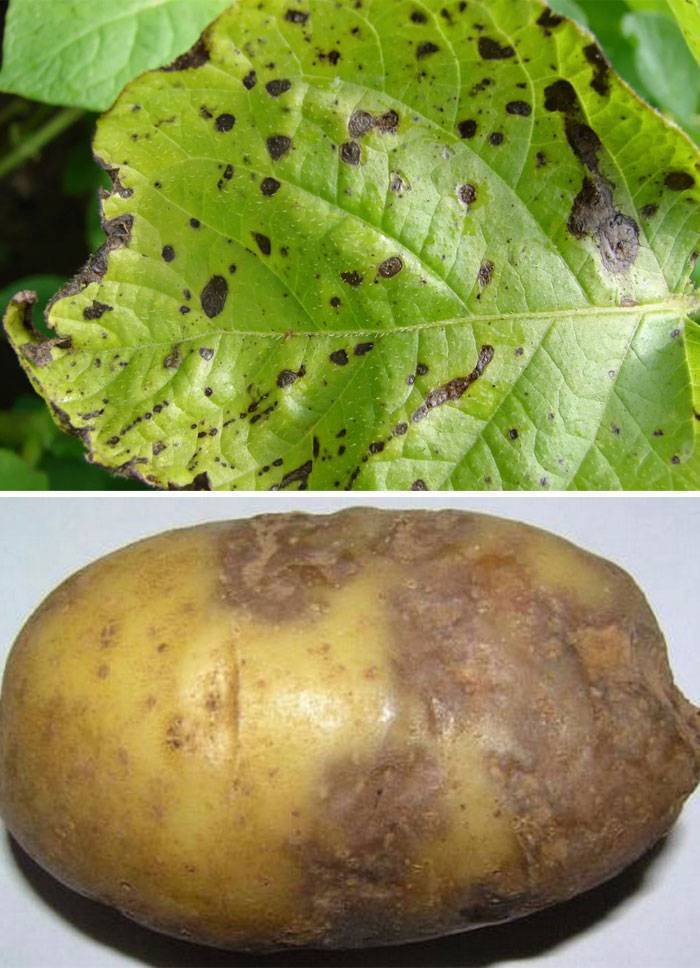 Фитофтороз картофеля: фото с описанием, способы лечения
