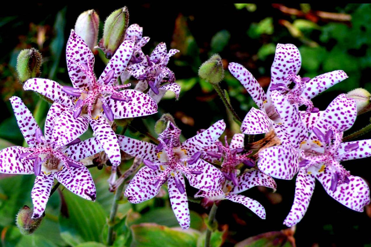 Садовая Орхидея трициртис
