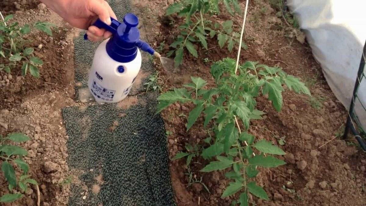 Как правильно и как часто нужно поливать рассаду помидоров на подоконнике
