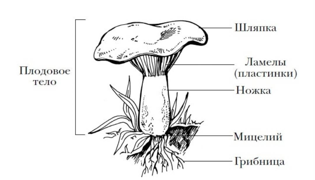 Плодовое тело гриба. Строение гриба Лисичка рисунок. Строение гриба лисички схема. Строение Ламелы гриба. Шляпочные грибы раскраска.