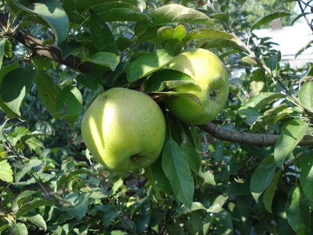 Виды семеренко яблоки - дневник садовода semena-zdes.ru