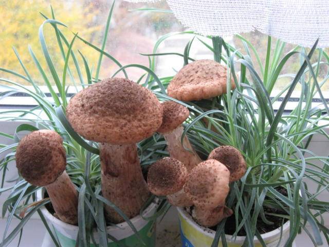 Выращивание белых грибов на дачном участке, особенности посадки в домашних условиях