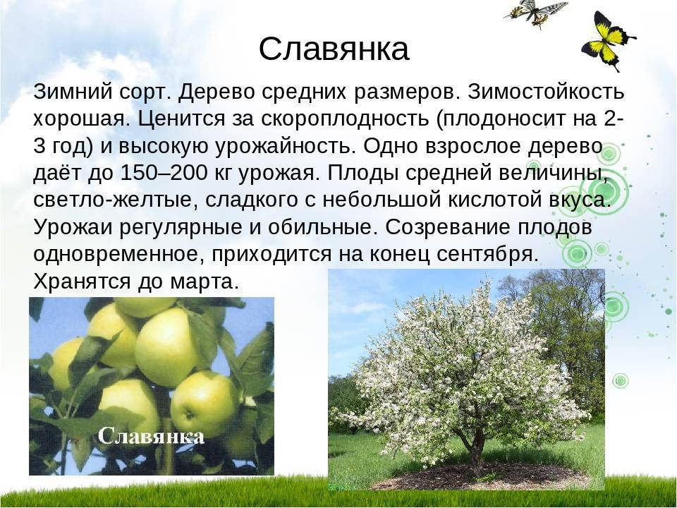 Яблоня чудное: описание сорта, фото, отзывы, морозостойкость, размеры взрослого дерева
